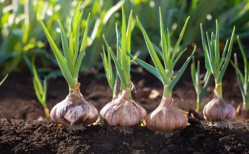 Gartenpflege und Abrissarbeiten im Landkreis Darmstadt-Dieburg