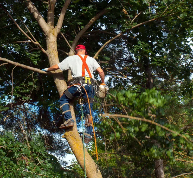 Gartenservice für Kronenpflege in Berlin-Rudow und Umgebung