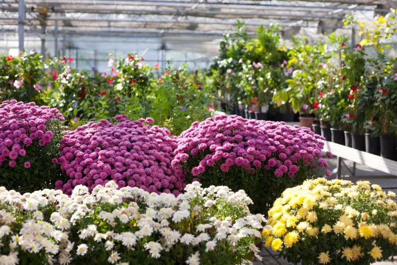 Hecken-, Strauch- und Baumpflege unseres Gartenservices