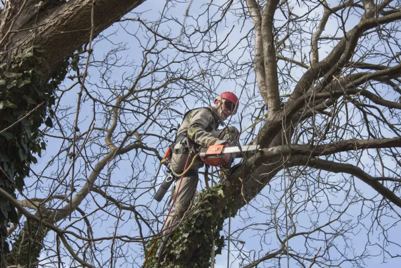 Hochwertige Baumpflege von professionellen Gartenarbeiter in Lübeck