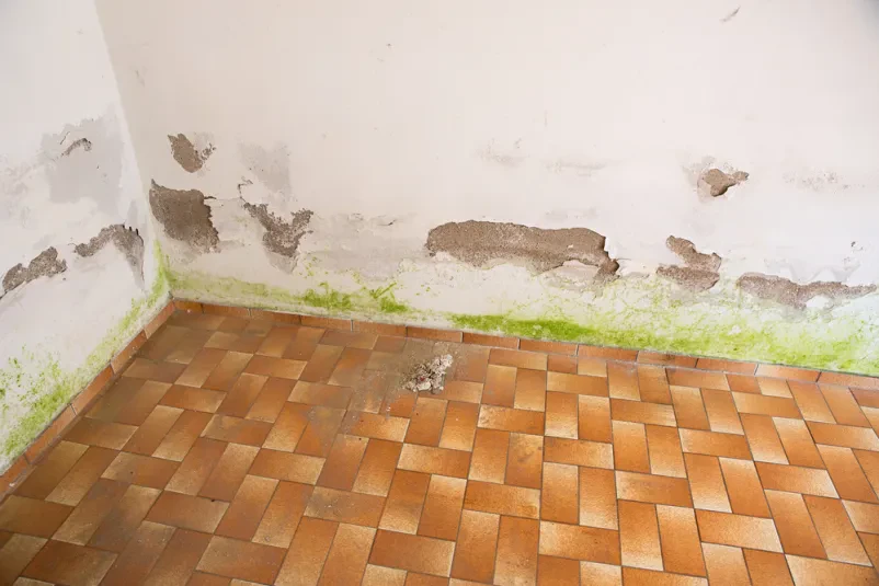 Moderner Anbieter für effektive Schimmelbeseitigung im Landkreis Lübeck
