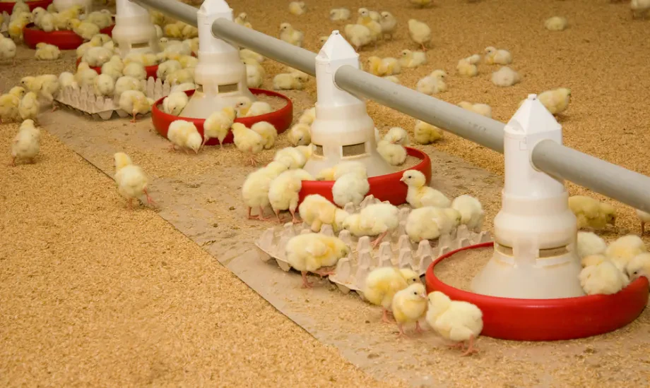 Grundlagen der Geflügelzucht und Tierhaltung