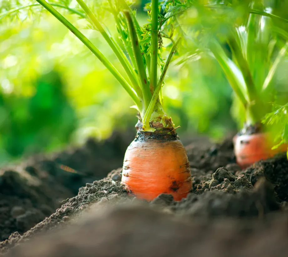Gestaltung der Wege zwischen den Beeten