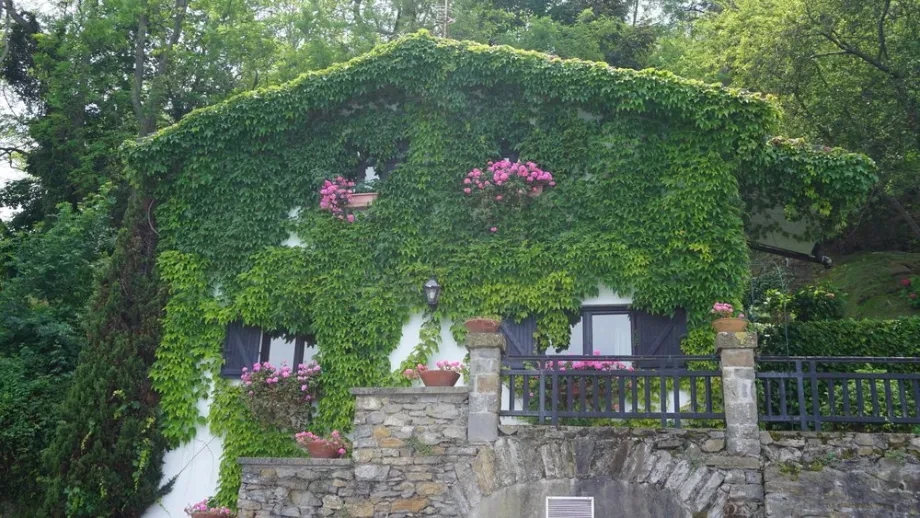 Vorteile einer grünen Fassade
