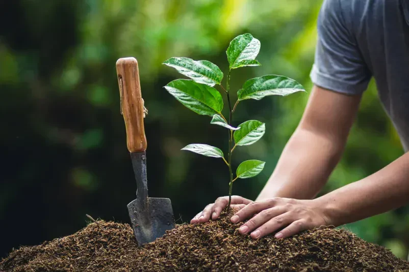 Zuverlässige Gartenarbeiten im Raum Berlin