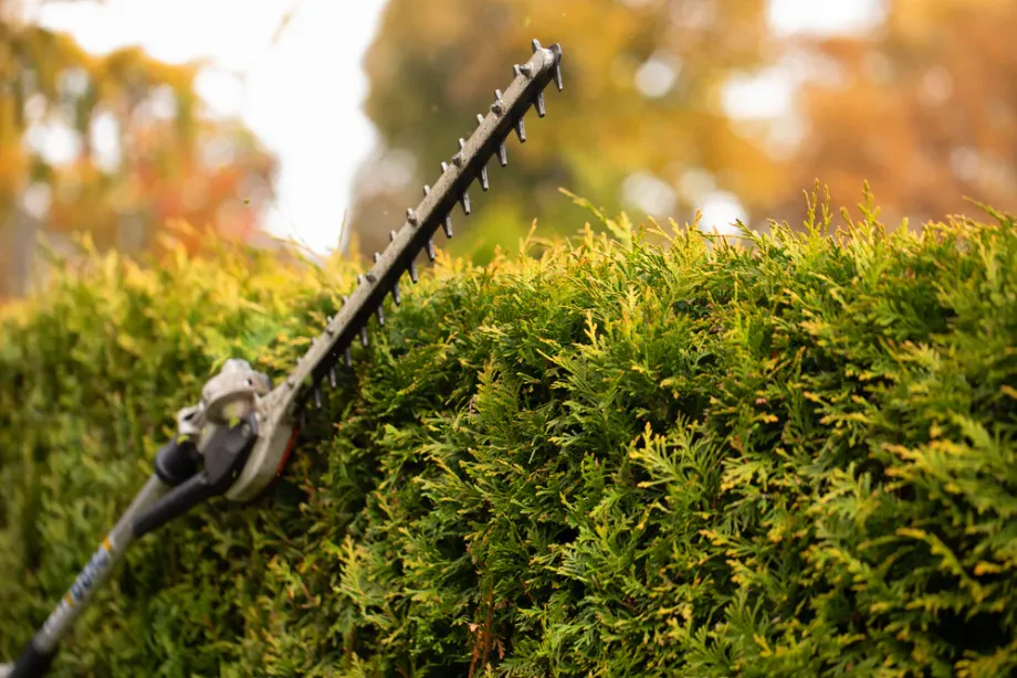Pflege der Hecke