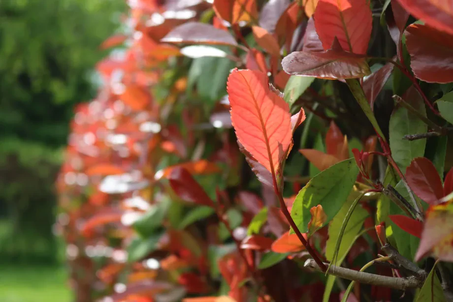 Vorteile und Nachteile einer Hecke gegenüber einem Zaun