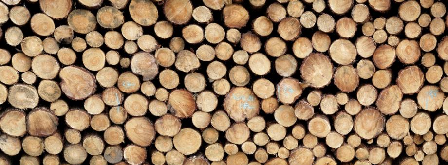 Grundlagen der Holzwirtschaft