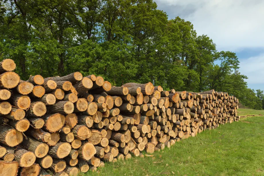 Wirtschaftliche Bedeutung der Holzwirtschaft