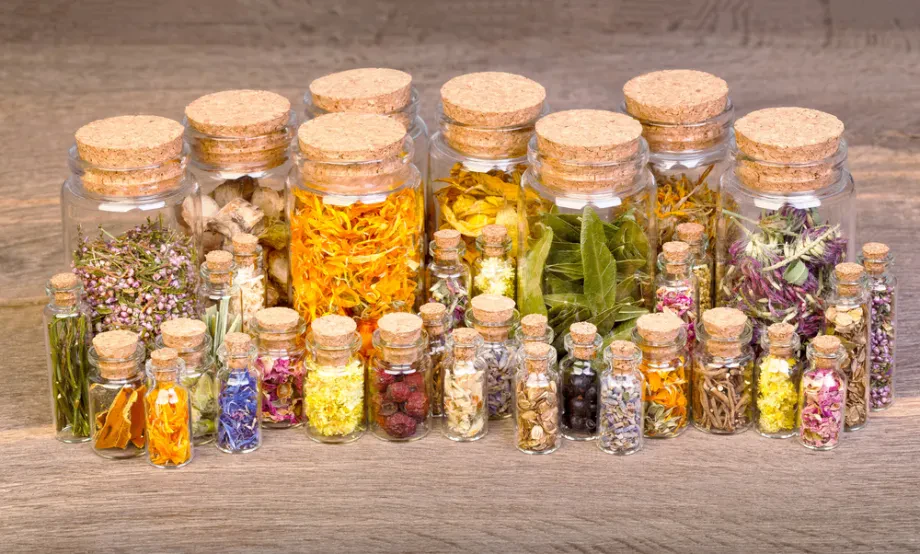 Botanische Grundlagen und Pflanzenkenntnis in der Kräuterkunde