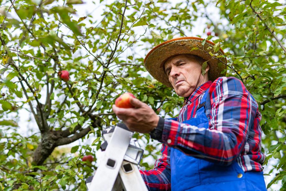 Vermarktung landwirtschaftlicher Produkte