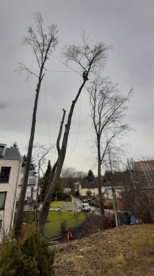 Baumfällungen im Landkreis Konstanz