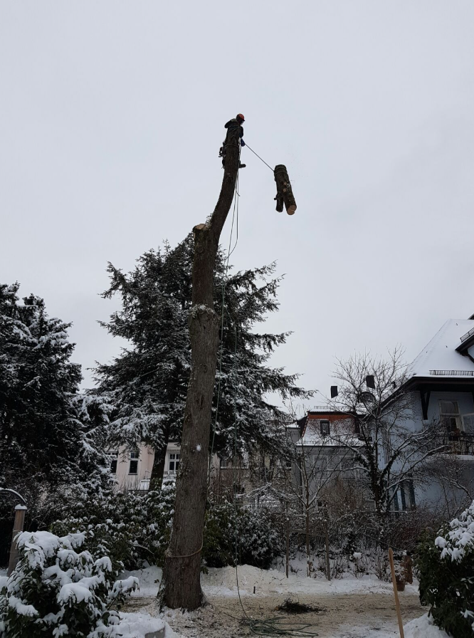 Wie hebt sich Baumpflege Thiele von anderen Baumfällern ab?