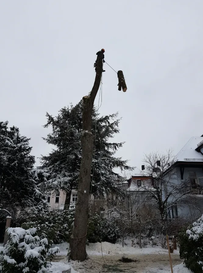 Wie hebt sich Baumpflege Thiele von anderen Baumfällern ab?