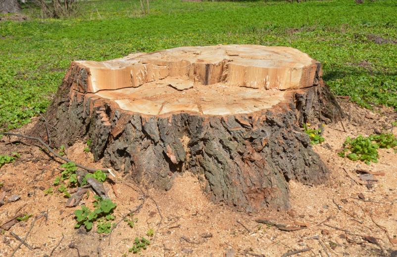 Hochwertige Baumgutachten in Konstanz und Umgebung