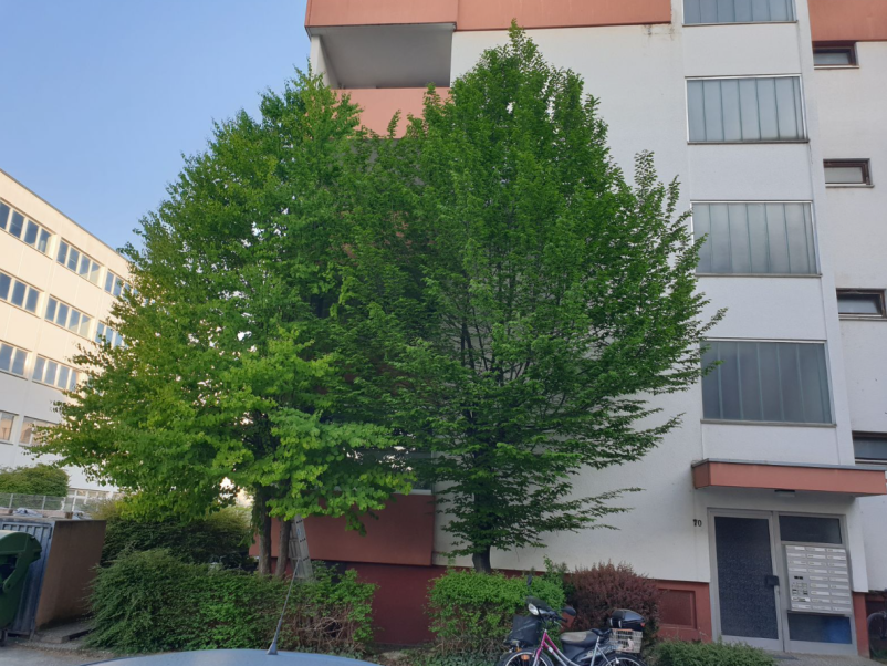 Warum sollten Sie sich für eine Zusammenarbeit mit Baumpflege Thiele entscheiden?
