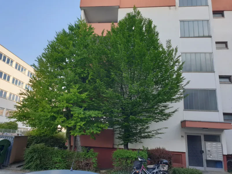 Warum sollten Sie sich für eine Zusammenarbeit mit Baumpflege Thiele entscheiden?