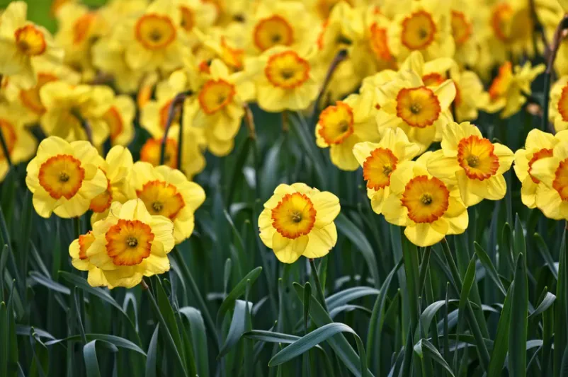 Die beste Wahl für Gartengestaltung in Roßdorf und Umgebung