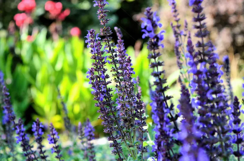 Gartenpflege im Main-Kinzig-Kreis