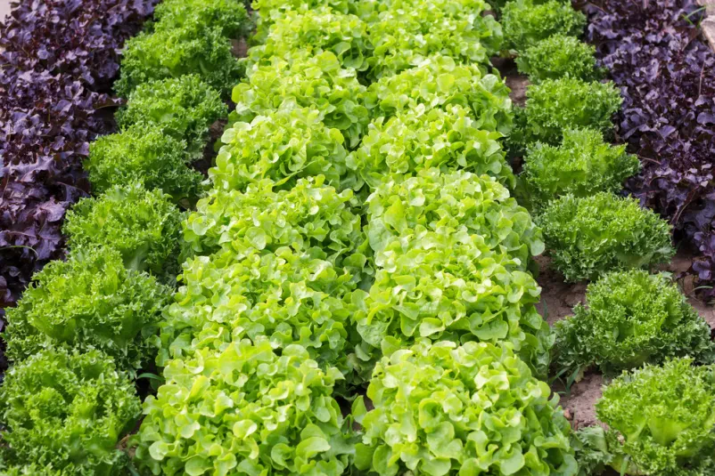 Ihr Experte für professionelle Neubepflanzung und Gartenpflege für Privatkunden in Sohren