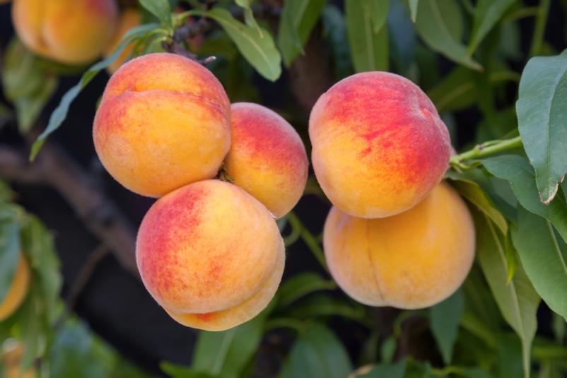 Obstbaumpflege in Landkreis Konstanz