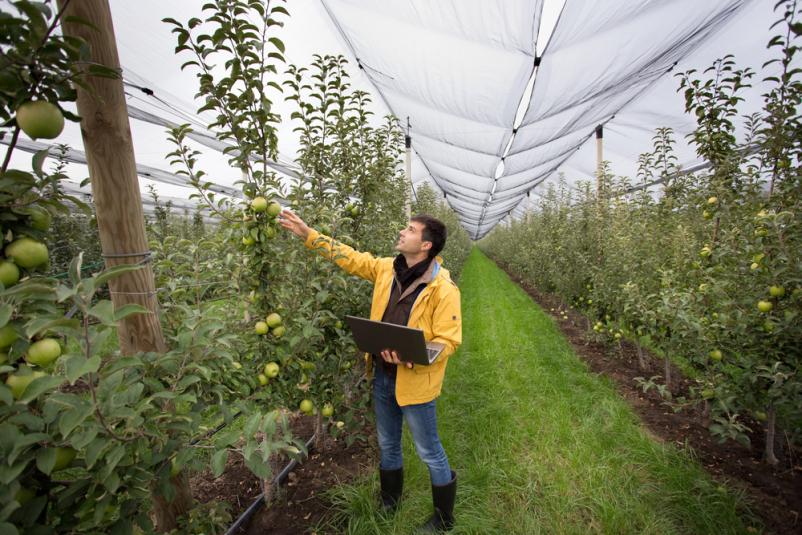 Gute Pflege für gesunde Obstbäume in Konstanz und Umgebung