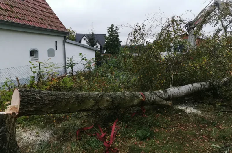 Der beste Baumservice von Experten aus Erlangen-Höchststadt