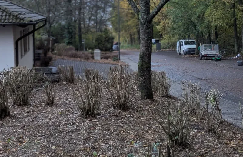 Professioneller Gartenbauer Morbach für Haus und Garten