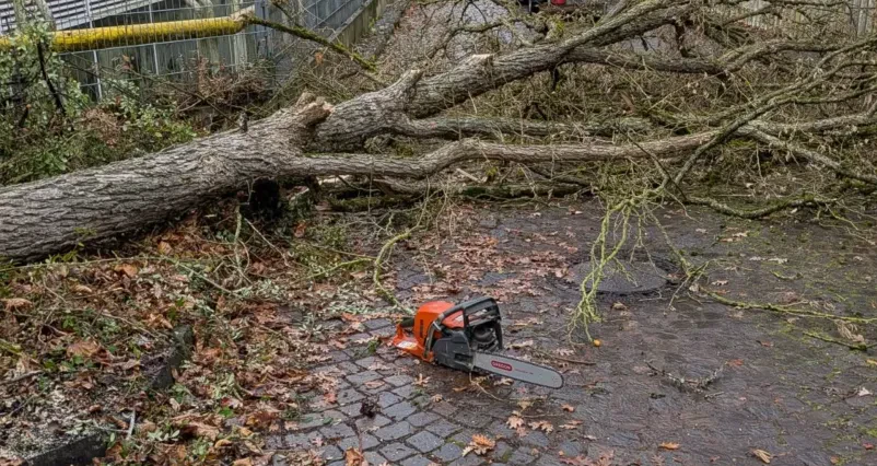 Garten- und Landschaftspflege Morbach Experten