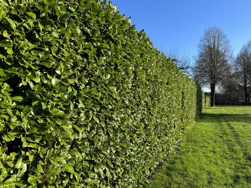 Der beste Gartenservice für Strauch- und Heckenschnitt in Cochem-Zell und Umland