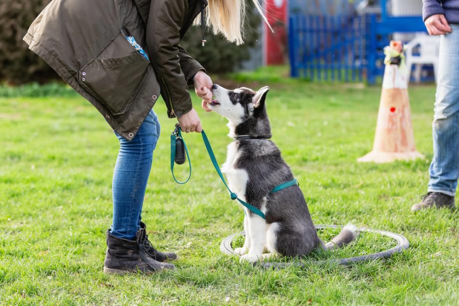 Hundeschulen in der Nähe