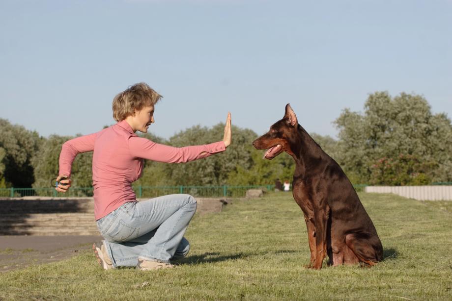 Hundetraining