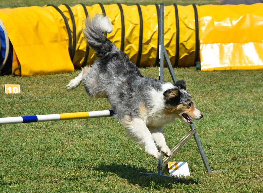 Agility Training für Hunde