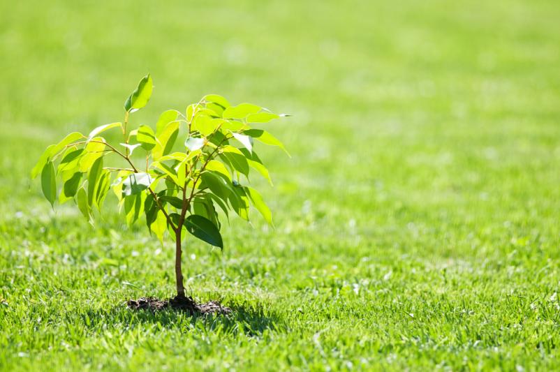 Gartenpflege und Baumpflege in Tostedt