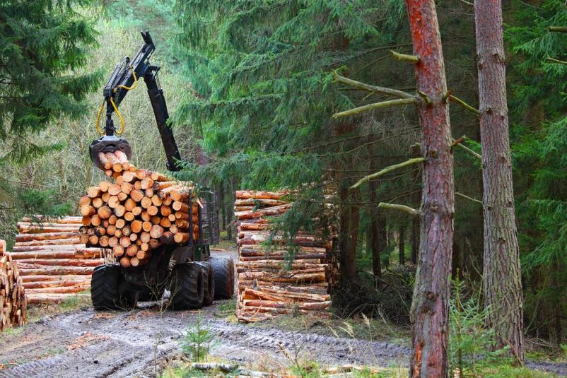 Top-Anbieter für Forstarbeiten Saarland