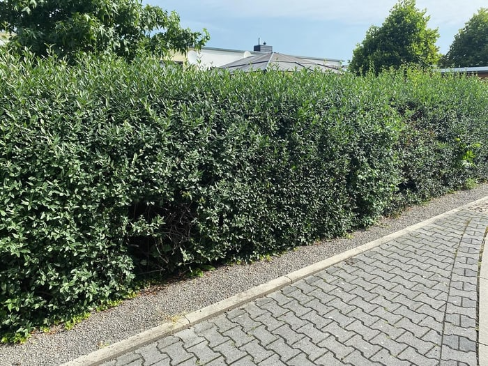 Bester Galabau in Wetterzeube