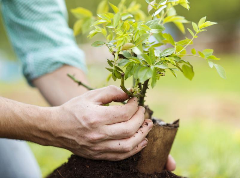 Professioneller Gartenbau in Gießen und Umgebung