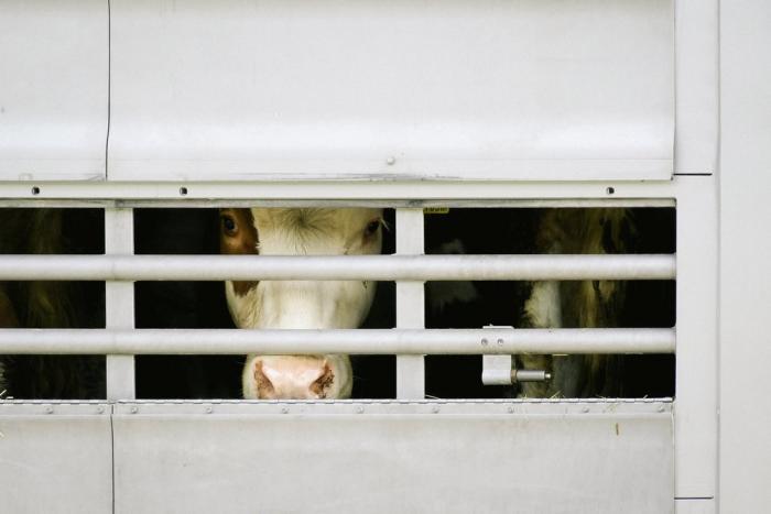 Tiertransport