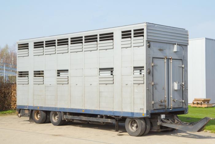 Transport lebender Tiere