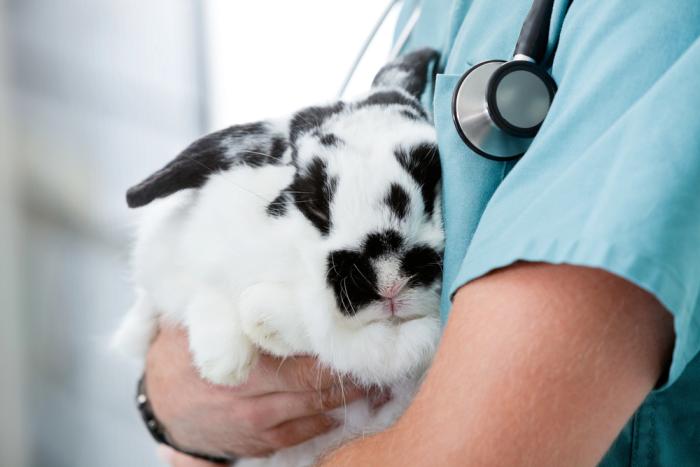 Was Tierkliniken bieten