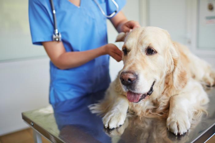 Aktuelle Trends in der tiermedizinischen Versorgung