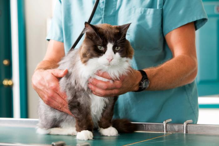 Tipps zur Auswahl der richtigen Tierklinik