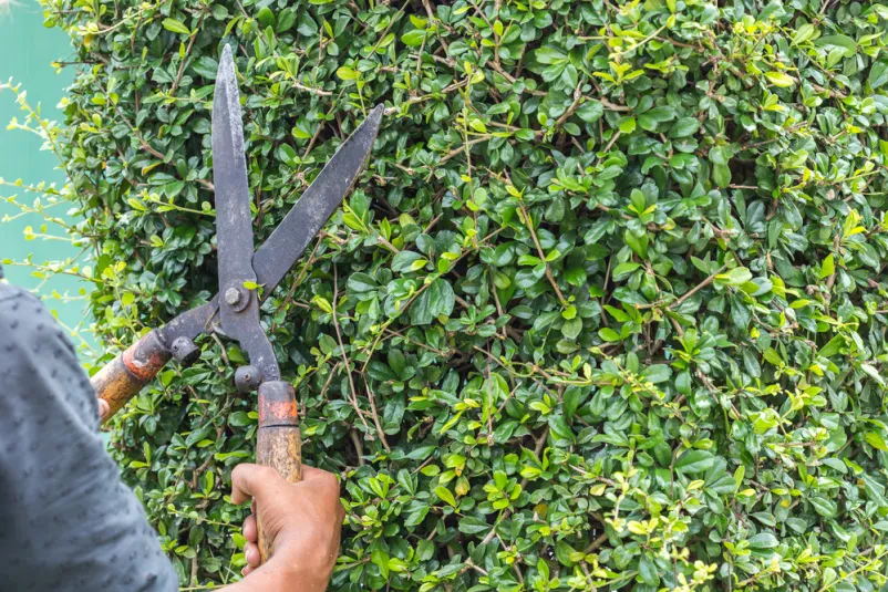   Gartenservice mit bester Baumfällung in Sandersdorf, Leipzig