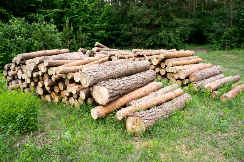 Günstiges Brennholz Buche in Seesen