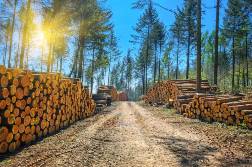 Günstiges Brennholz Fichte Seesen