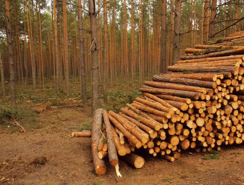 Bestes Brennholz Fichte in Seesen