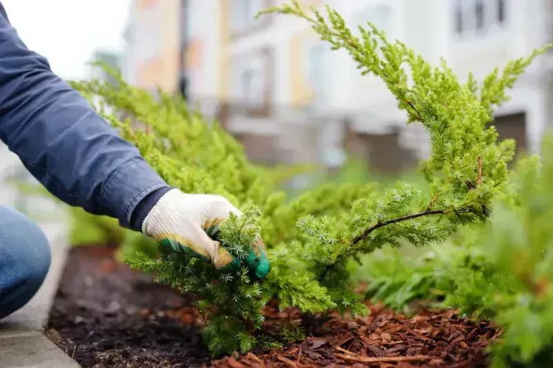 Bester Garten- und Landschaftsbau in Wurster Nordseeküste