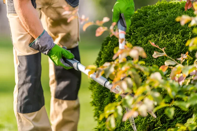 Gartenbau und Landschaftspflege im Rhein-Main-Gebiet