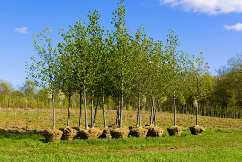 Fachgerechte Baumpflanzung für kreative Gartengestaltung in Ulm