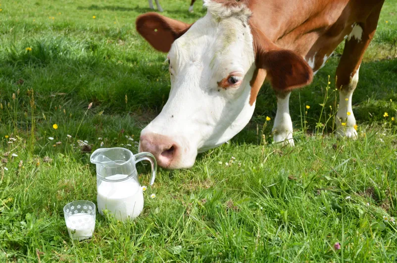 Besten Milchprodukte in Rosengarten
